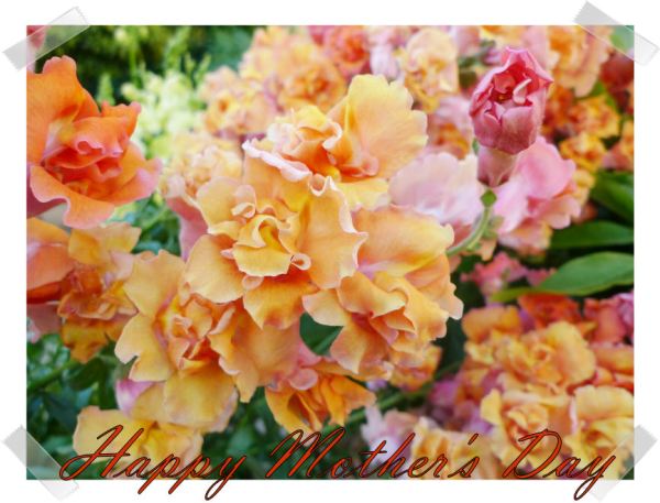 Mother's Day flowers