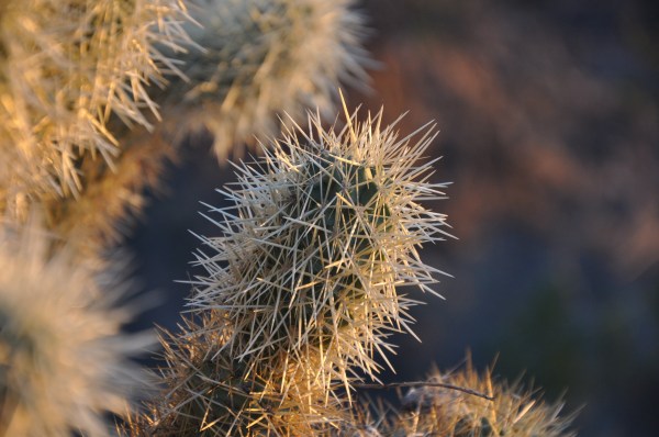 sunsetcactus